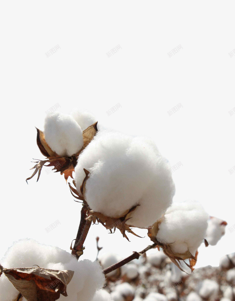 棉花植物花朵服装材质png免抠素材_新图网 https://ixintu.com 服装 材质 棉花 植物 花朵