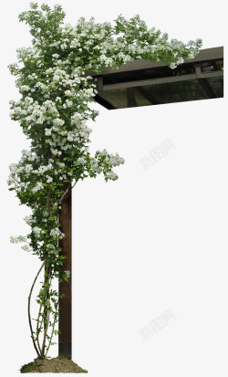 树杆背景庭院墙角花藤树木高清图片