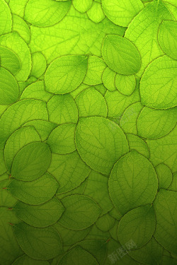天猫皮具首页绿色叶子全屏背景高清图片
