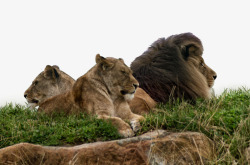 一家人躺在草地上躺在草地上的狮子高清图片