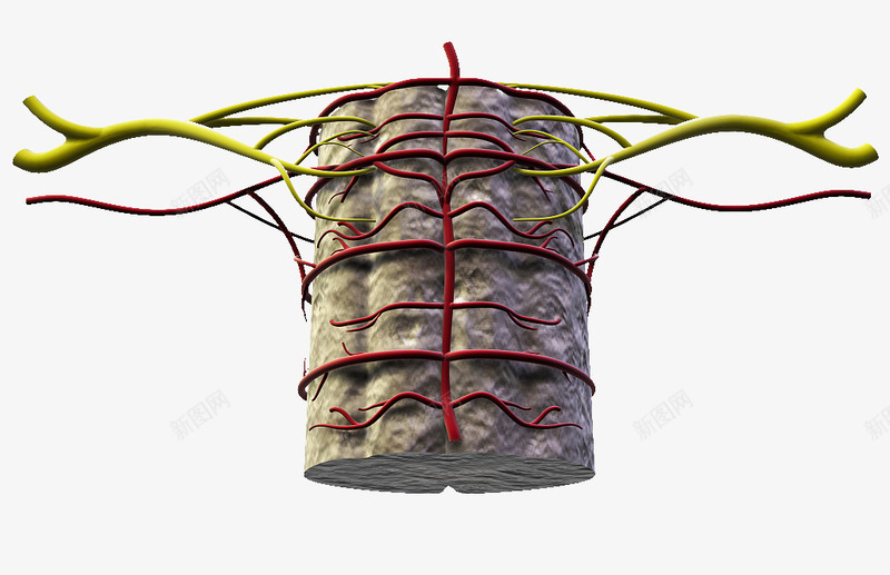 脊椎血管分布png免抠素材_新图网 https://ixintu.com 人体经脉 人体结构 动物血管 叶脉 心血管系统 生物医学插图 脉管束