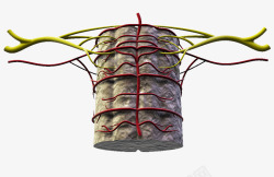 脊椎血管分布素材