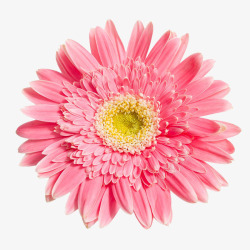 实物花瓣粉色菊花高清图片