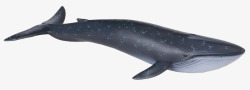 海洋动物鲸鱼素材