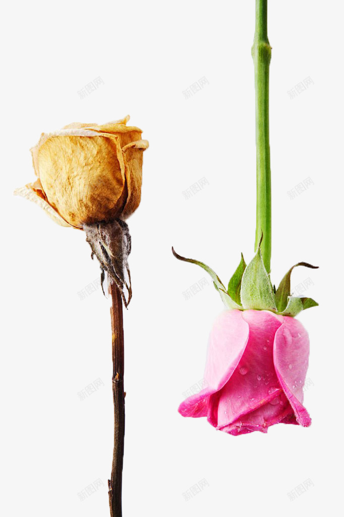 玫瑰花对比png免抠素材_新图网 https://ixintu.com 复古干花 对比 干枯 干枯的 干花 植物 粉玫瑰 花卉