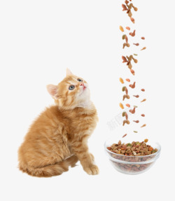 小猫与猫粮素材