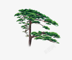 雪松木内衬绿色的松树高清图片
