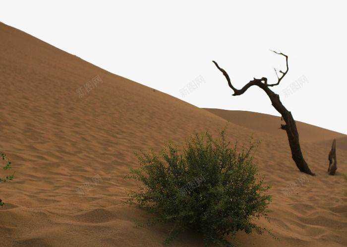 沙漠枯树png免抠素材_新图网 https://ixintu.com 戈壁 景观 枯树 沙漠 草 黄色