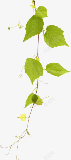黄瓜树黄瓜树绿色植物叶子高清图片