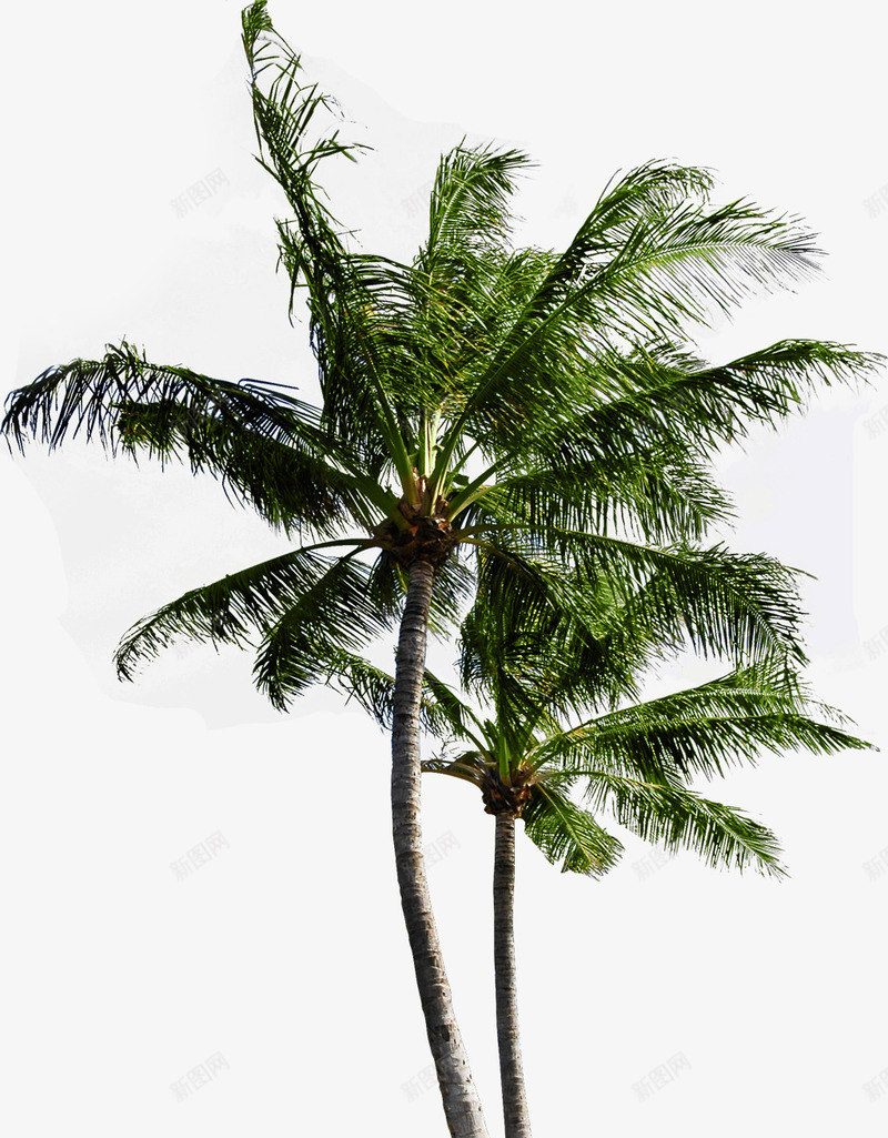 海边沙滩椰子树效果摄影png免抠素材_新图网 https://ixintu.com 摄影 效果 椰子树 沙滩 海边