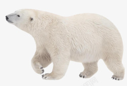 白色透明风格强壮的北极熊高清图片