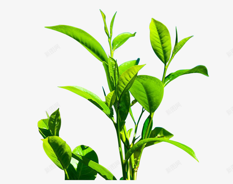 清新绿色茶树png免抠素材_新图网 https://ixintu.com 叶子 清新 绿色 茶叶 茶树