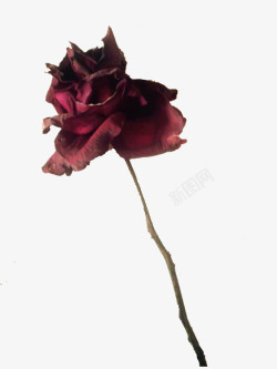 黑色梅子干枯萎玫瑰实物海报装饰高清图片