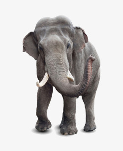 大型哺乳动物甩鼻子的大象高清图片