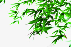 绿色情环棕情端午绿色树叶枝叶高清图片