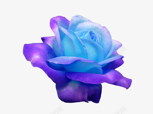 紫色玫瑰png免抠素材_新图网 https://ixintu.com 玫瑰 紫色渐变 绚丽 花朵 鲜花