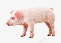 四脚动物粉红色小猪高清图片