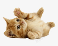小粉爪可爱猫咪高清图片