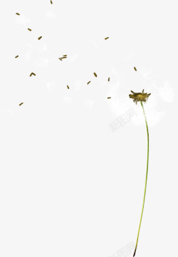 多花种散完花种的蒲公英高清图片