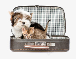 躲在旅行箱里面的猫和狗素材