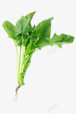 蔬菜菠菜菠菜蔬菜食物高清图片