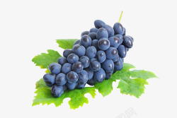 带叶紫葡萄水果素材
