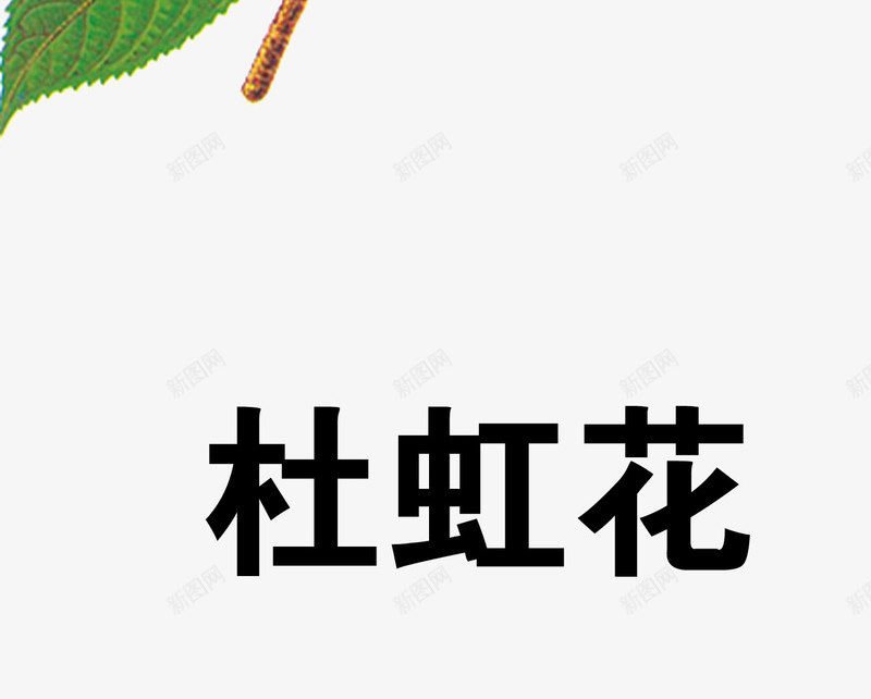 杜虹花png免抠素材_新图网 https://ixintu.com 中药 医疗保健 本草纲木 百草 草药 药材