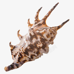尖角海螺素材