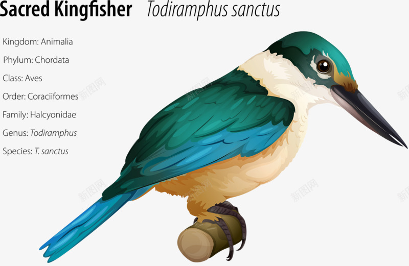 神圣的翠鸟png免抠素材_新图网 https://ixintu.com 白眉翡鸟 翠鸟 鸟类