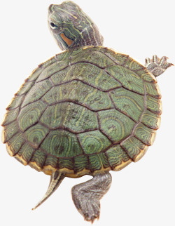 鳄龟可爱乌龟高清图片