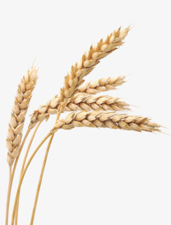 粮食稻谷麦穗实物高清图片