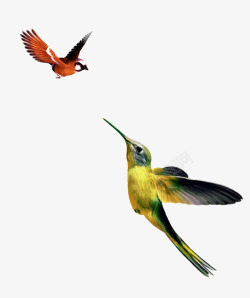 实用的插画水墨画鸟类插画高清图片