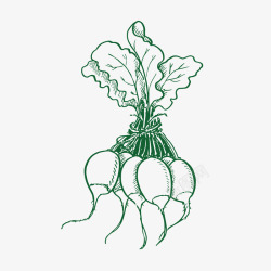 菜蔬手绘大头菜矢量图高清图片
