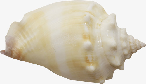 海贝png免抠素材_新图网 https://ixintu.com shell 产品实物 海鲜 贝壳 软体动物