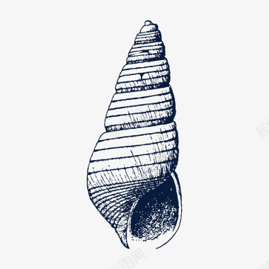 手绘尖海螺素描图标图标