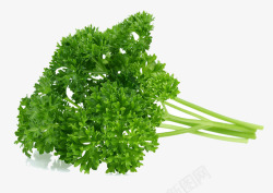 新鲜青菜绿叶高清图片