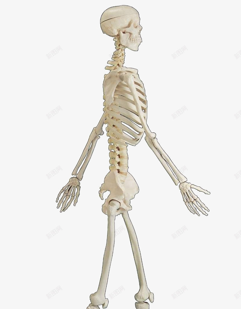 人体骨骼图png免抠素材_新图网 https://ixintu.com 人体 人全身图 医学研究 单人全身 骨头人 骨骼图 骷颅