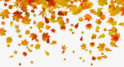 秋季金黄色树叶秋季凋零的树叶高清图片