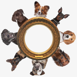 拉布拉多品种多品种狗狗高清图片