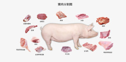 猪肉分割图展板母猪肉分割图高清图片