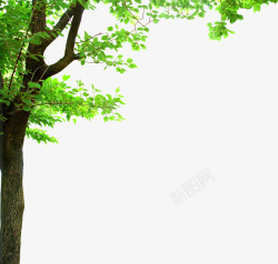 大树装饰设计矢量春天绿色茂密大树装饰高清图片