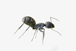 小蚂蚁蚂蚁高清图片