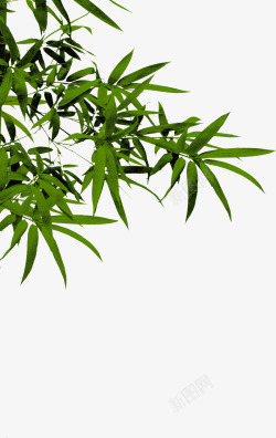 林绿植竹子竹叶实物图高清图片