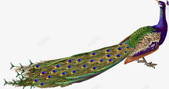 鸟类孔雀png免抠素材_新图网 https://ixintu.com 动物 动物世界 动物园 孔雀 生物 野生动物 鸟类