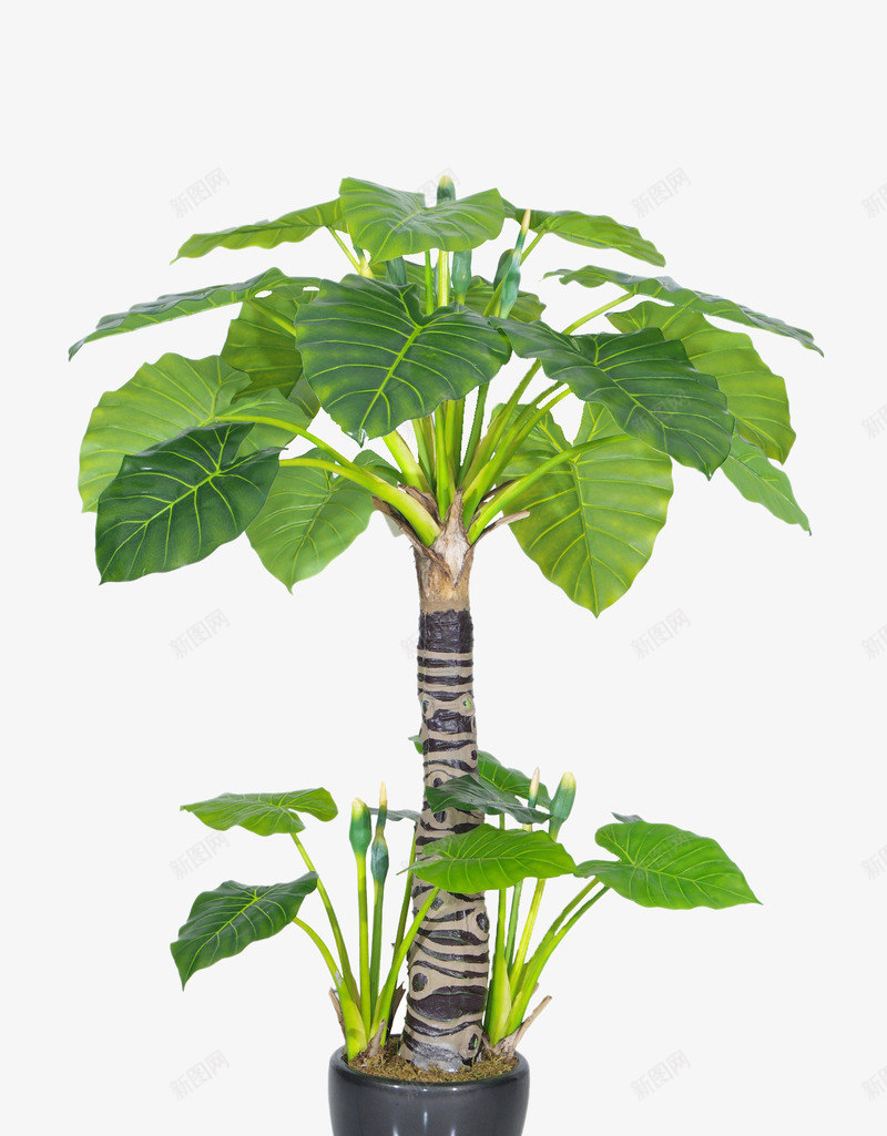 绿色植物png免抠素材_新图网 https://ixintu.com 植物 热带植物 盆栽 绿色