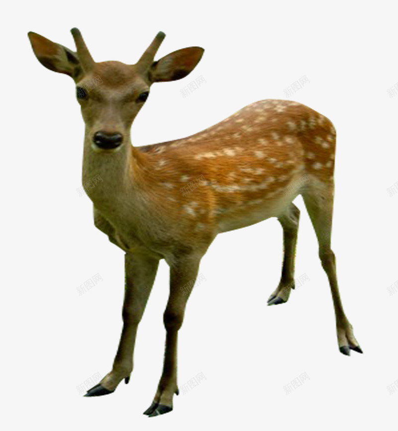梅花鹿png免抠素材_新图网 https://ixintu.com 吉林省 树木 生物世界 草地 野生动物 长白山