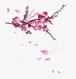 粉色的杏花杏花落叶高清图片