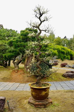 黄山盆景素材