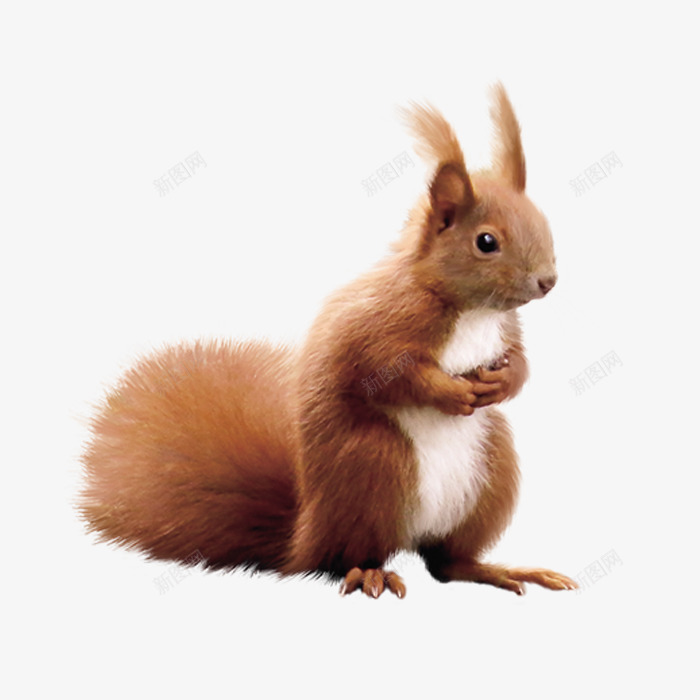 一只可爱的小松鼠png免抠素材_新图网 https://ixintu.com 动物 卡通手绘 可爱小松鼠 小松鼠 棕色小松鼠 装饰图
