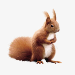 动物免扣PNG图一只可爱的小松鼠高清图片